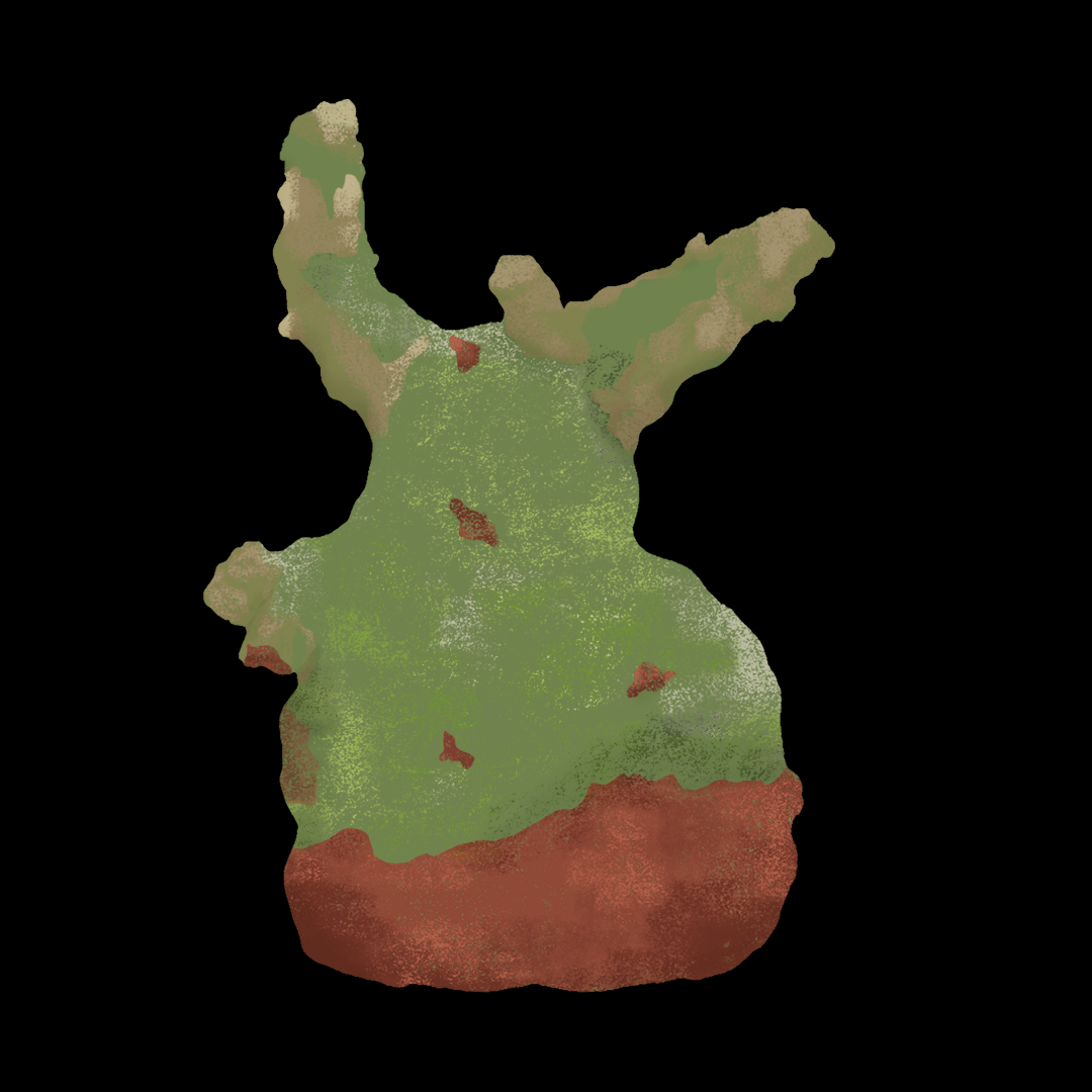 Pachycormus discolor